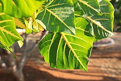 任天堂官宣 Switch2的VRR机能仅支持携带模式